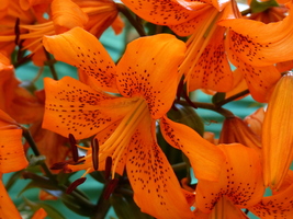 Foto: Dr. Peter Müller